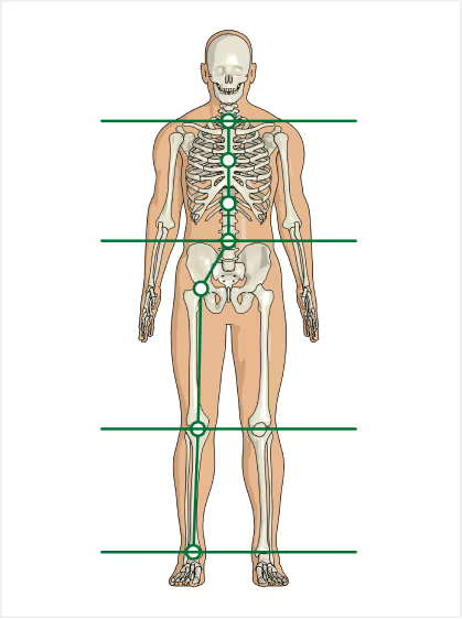 Aligned posture with Orthora support